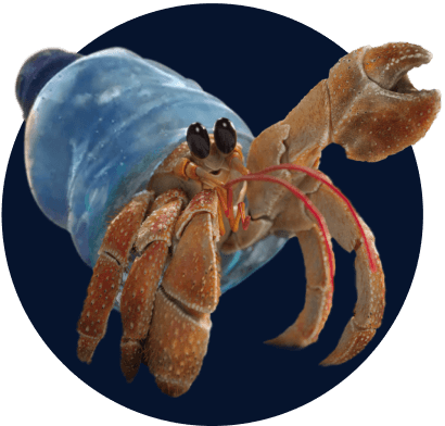 Zuzu the crab with a plastic bottle as a shell, highlighting the impact of the plastic waste crisis.