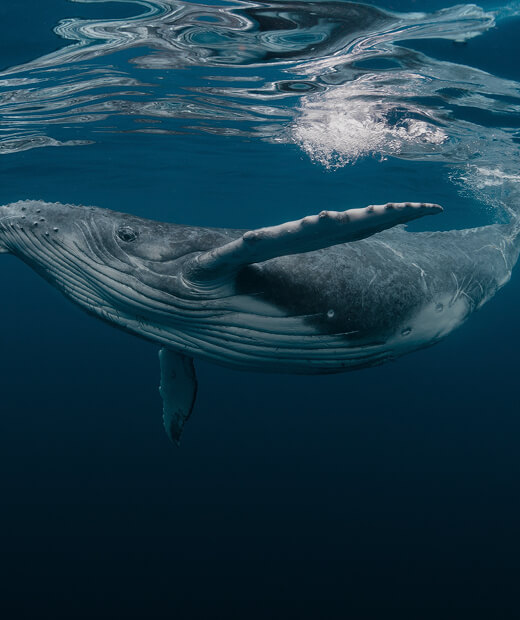 Humpback whale underwater