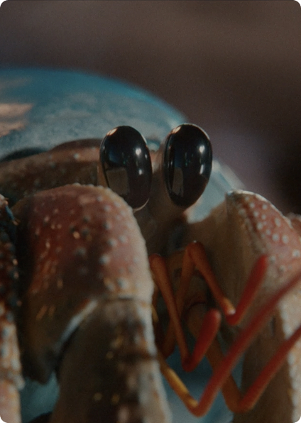 Zuzu the hermit crab with shell on sandy beach, leading fight against ocean plastic waste.